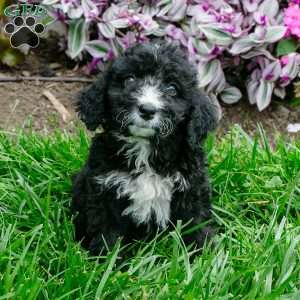 Marie, Bernedoodle Puppy